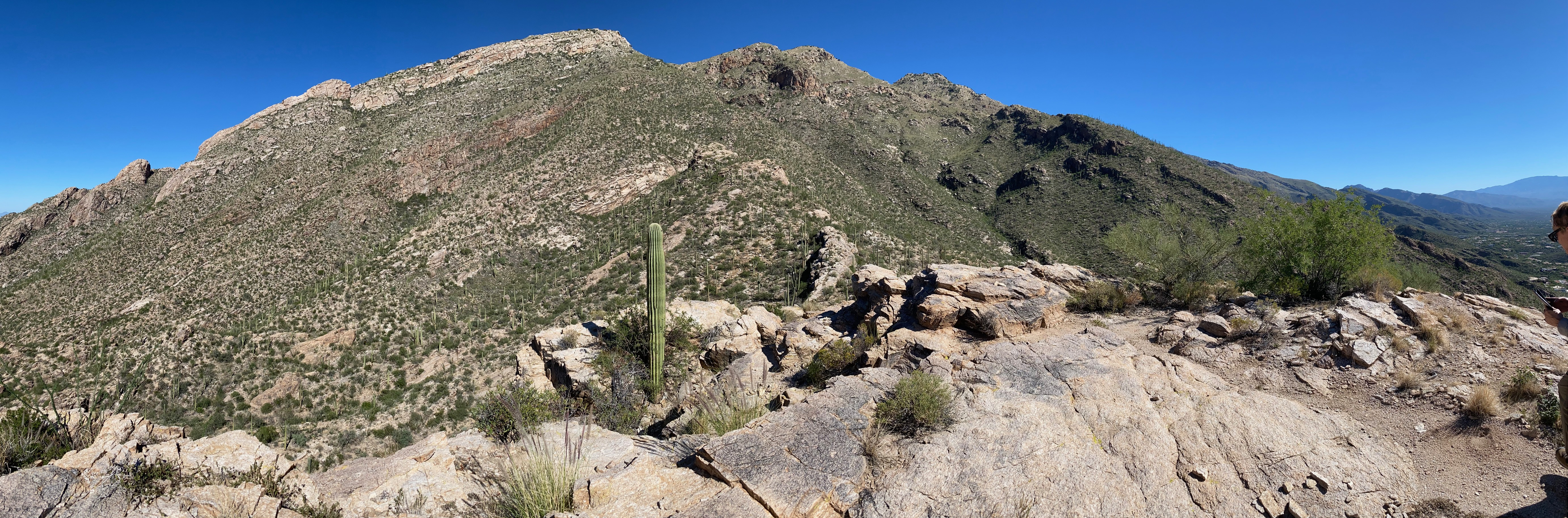 Tucson landscape